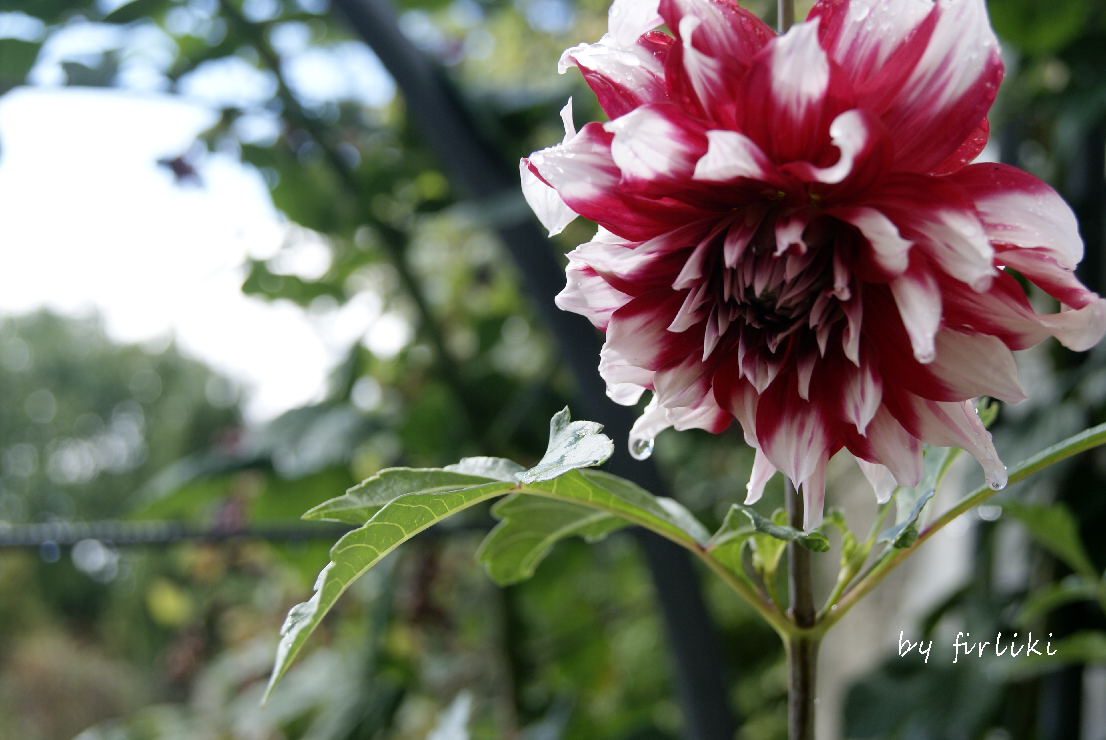 do diabła z matką polką