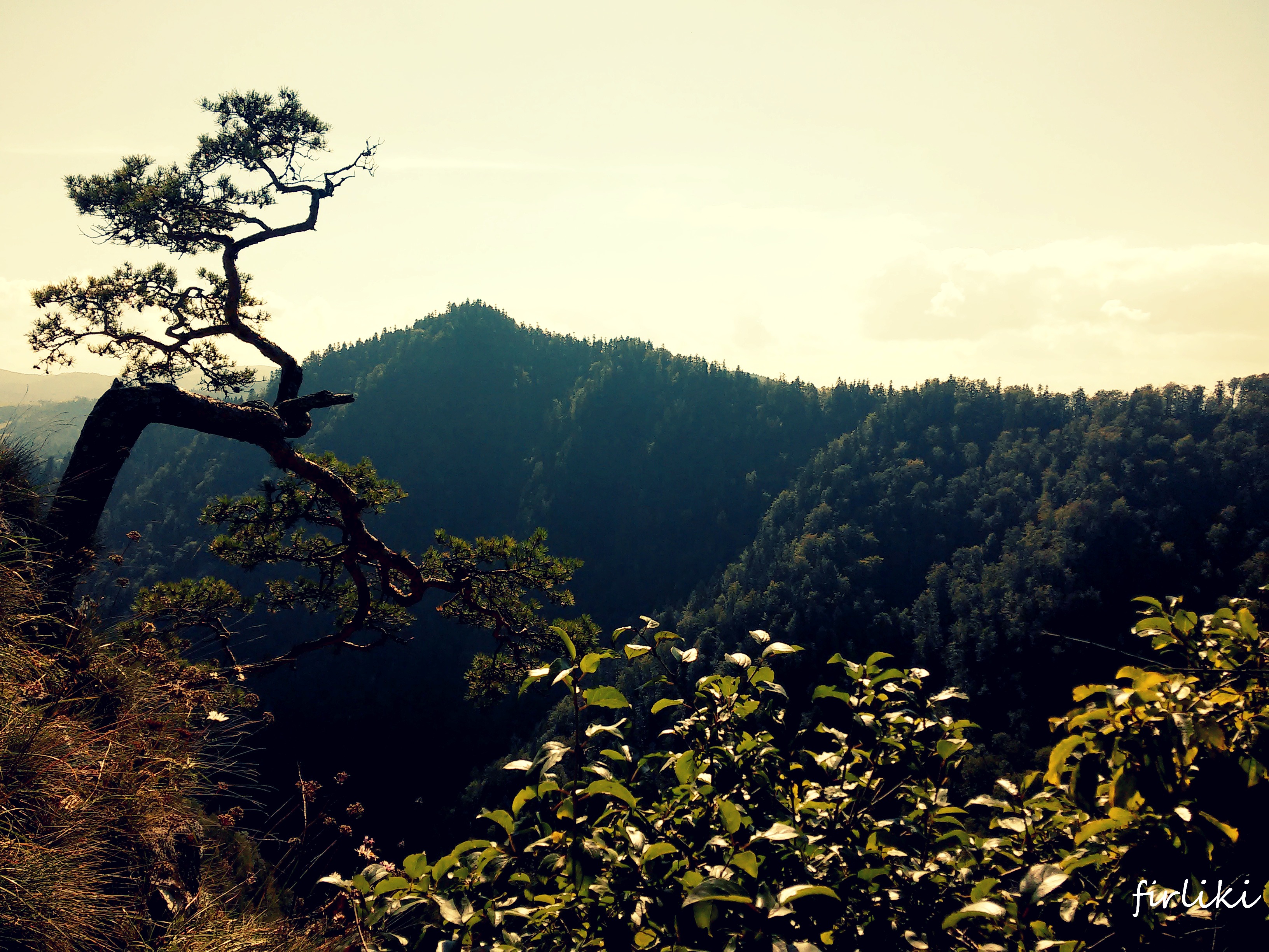 Pieniny z niemowlakiem. Sosna na Sokolicy.